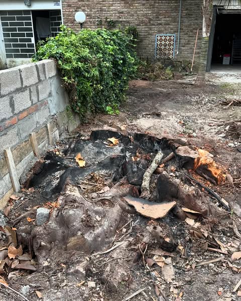 Eliminación de tocón en jardín cerrado