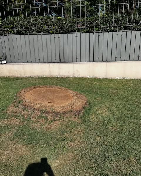 Maquinaria trabajando en tala de árbol